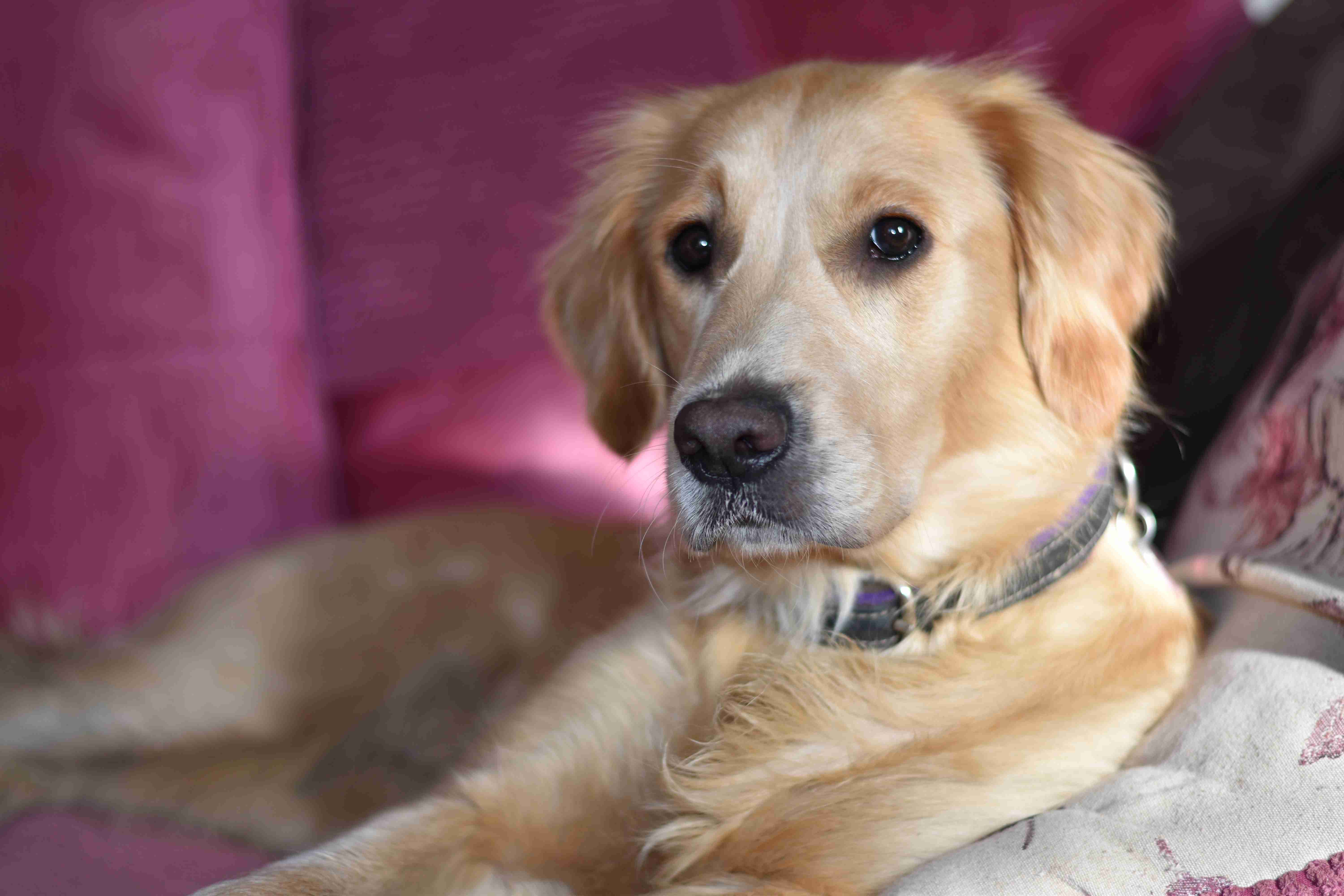 Can Golden Retrievers be trained to be therapy dogs?